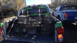 Las aves se encontraban hacinadas en jaulas.