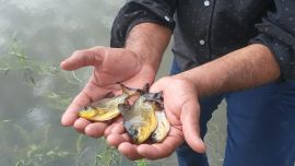 En todo el Noroeste de nuestro país crece la cría del pacú, una especie que tiene mucha importancia desde lo deportivo y lo comercial.