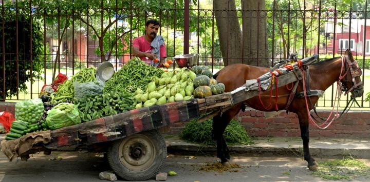Un vendedor vende verduras en un carro tirado por caballos durante un caluroso día de verano en Amritsar, India.