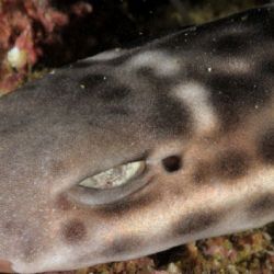Sus ojos blancos brillantes no son comunes en los tiburones de aguas profundas.