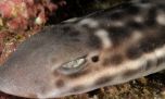 Descubren una extraña especie de tiburón gato en Australia