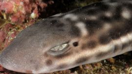 Sus ojos blancos brillantes no son comunes en los tiburones de aguas profundas.
