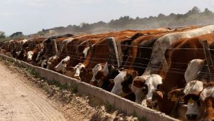 Leve recuperación de los feedlots