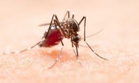 dengue