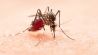 dengue