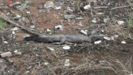 El yacaré sorprendió a todos los visitantes de la zona portuaria correntina.