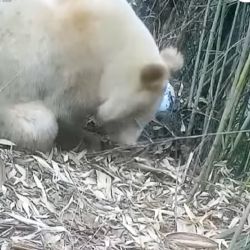 Es el único panda con la rara mutación jamás documentada en la naturaleza