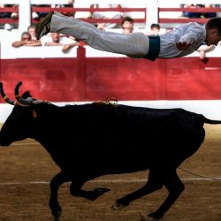 Un "sauteur" ("saltador") salta sobre un toro durante una "Course Landaise" en Samadet, suroeste de Francia. La "Course Landaise" es un evento tradicional que se celebra en el suroeste de Francia entre mayo y octubre. Los hombres que se enfrentan a los toros tienen que evitar el contacto con el animal, saltando por encima de ellos o esquivándolos. | Foto:CHARLY TRIBALLEAU / AFP