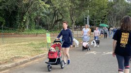 San Pablo es la ciudad más pet friendly de Brasil, tanto en los shoppings, donde tienen espacios de entretenimiento especiales como en el parque Ibirapuera.