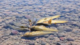 A diferencia de esta temporada, para el año próximo proyectan sondear la pesca en temporada de riego y luego cuando se corta el abastecimiento. (Foto LM Cipolletti)