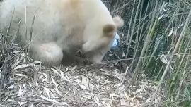 Es el único panda con la rara mutación jamás documentada en la naturaleza