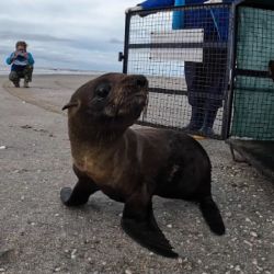 Había sido encontrado en la localidad balnearia de Aguas Verdes, en el Partido de La Costa.