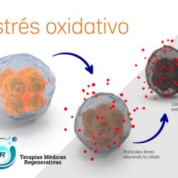 El Estrés oxidativo y su impacto en el envejecimiento y la regeneración celular  | Foto:CEDOC