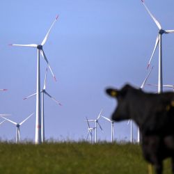 La foto muestra vacas delante de turbinas eólicas cerca de Lichtenau, al oeste de Alemania. | Foto:INA FASSBENDER / AFP