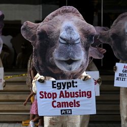 Simpatizantes de Personas por el Trato Ético de los Animales (PETA) vestidos con trajes de camello celebran una manifestación para instar al gobierno egipcio a prohibir el uso de caballos y camellos para el transporte de turistas en las pirámides de Guiza, frente a la Embajada de Egipto en Manila. | Foto:JAM STA ROSA / AFP