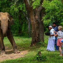 Turistas observan un elefante salvaje a través de una valla eléctrica en el santuario de vida silvestre de Udawalawe, en Udawalawe, Sri Lanka. | Foto:ISHARA S. KODIKARA / AFP