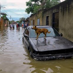 Un perro permanece sobre el capó de un coche parcialmente cubierto de agua en una calle inundada después de las fuertes lluvias causadas por ondas tropicales que afectaron a varias comunidades en la ciudad de Valencia, estado de Carabobo, Venezuela. | Foto:Juan Carlos Hernandez / AFP