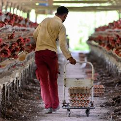 Un trabajador recoge huevos en una granja avícola gestionada por el gobierno en las afueras de Blang Bintang, en la provincia indonesia de Aceh. | Foto:CHAIDEER MAHYUDDIN / AFP