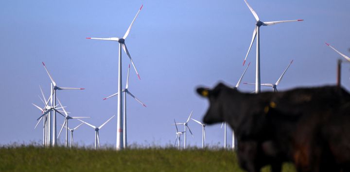 La foto muestra vacas delante de turbinas eólicas cerca de Lichtenau, al oeste de Alemania.