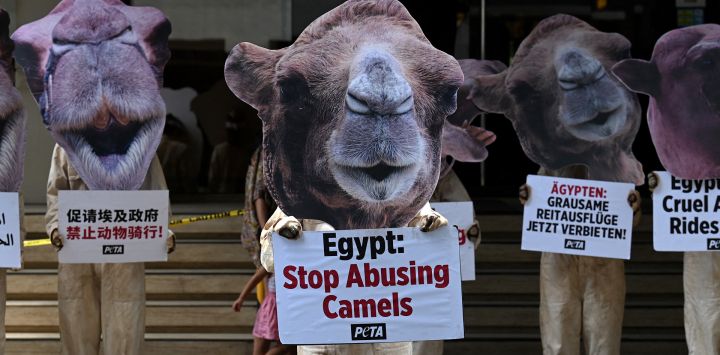 Simpatizantes de Personas por el Trato Ético de los Animales (PETA) vestidos con trajes de camello celebran una manifestación para instar al gobierno egipcio a prohibir el uso de caballos y camellos para el transporte de turistas en las pirámides de Guiza, frente a la Embajada de Egipto en Manila.