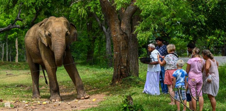 Turistas observan un elefante salvaje a través de una valla eléctrica en el santuario de vida silvestre de Udawalawe, en Udawalawe, Sri Lanka.