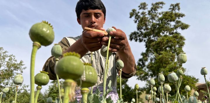 Un agricultor afgano cosecha savia de opio de un campo de adormidera en el distrito de Fayzabad, provincia de Badakhshan.