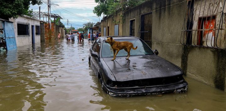 Un perro permanece sobre el capó de un coche parcialmente cubierto de agua en una calle inundada después de las fuertes lluvias causadas por ondas tropicales que afectaron a varias comunidades en la ciudad de Valencia, estado de Carabobo, Venezuela.