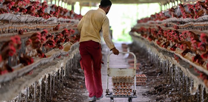 Un trabajador recoge huevos en una granja avícola gestionada por el gobierno en las afueras de Blang Bintang, en la provincia indonesia de Aceh.