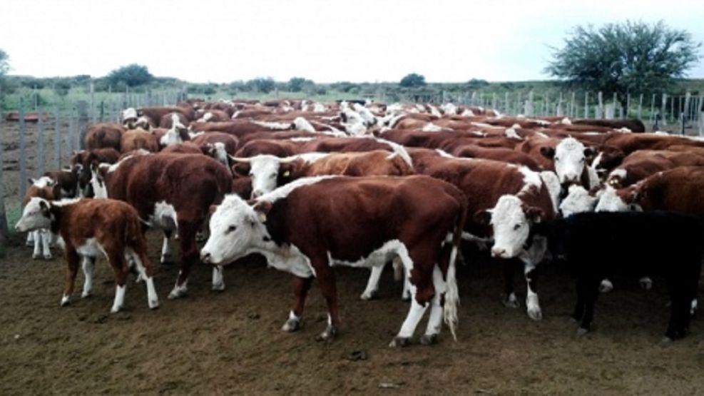 Crisis en el sector cárnico: productores aseguran que el precio del ganado está un 70% por debajo de lo esperado