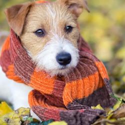 El frío puede ocasionarles muchos problemas de salud a nuestros perros.