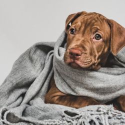 Las razas de perros pequeños son las que más sienten y sufren las bajas temperaturas.