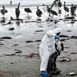 Un empleado del Servicio Agrícola y Ganadero retira un cormorán muerto afectado por la gripe aviar en la playa de Changa en Coquimbo, Chile. La gripe aviar está afectando a 53 especies en todo Chile, entre ellas pelícanos, gaviotas y pingüinos de Humboldt, cuya población ha disminuido en un 10%. Sólo en 2023, el Servicio Nacional de Pesca y Acuicultura (Sernapesca) ha detectado 8.140 muertes, casi el doble que en los últimos 14 años juntos (4.392). | Foto:MARTIN BERNETTI / AFP