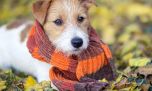 Día Nacional del Perro: 5 consejos para cuidar a nuestro fiel amigo ante los primeros fríos