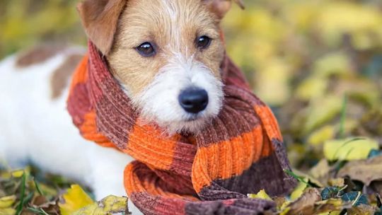 Día Nacional del Perro: 5 consejos para cuidar a nuestro fiel amigo ante los primeros fríos