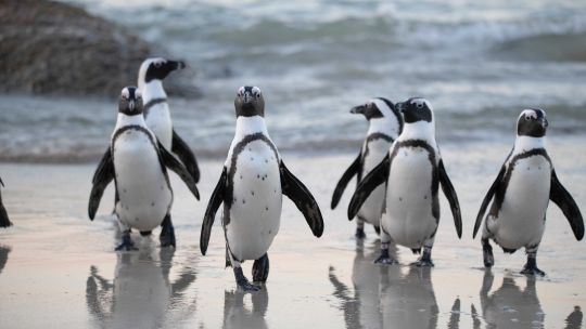 Día Mundial del Medio Ambiente: la importancia de la biodiversidad para nuestro planeta