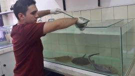 Conocer más sobre estos peces puede aportar a definir acciones para optimizar su preservación.