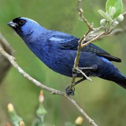 El Cardenal azul es una de las 4 especies de aves declaradas Monumento Natural entrerriano por la Ley N° 11.078.