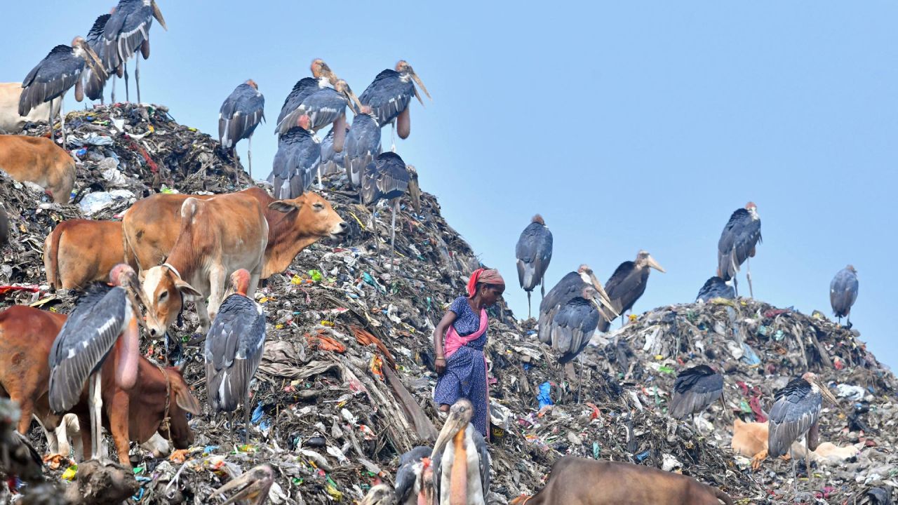 Un trapero busca materiales reciclables junto a vacas y cigüeñas en un vertedero de Guwahati, India. | Foto:BIJU BORO / AFP
