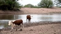 La sequía complica el panorama agrícolo-ganadero en varias provincias