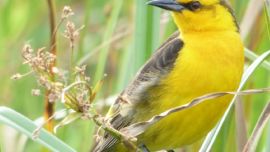 El Tordo amarillo es una de las flamantes especies declaradas Monumento Natural en Entre Ríos