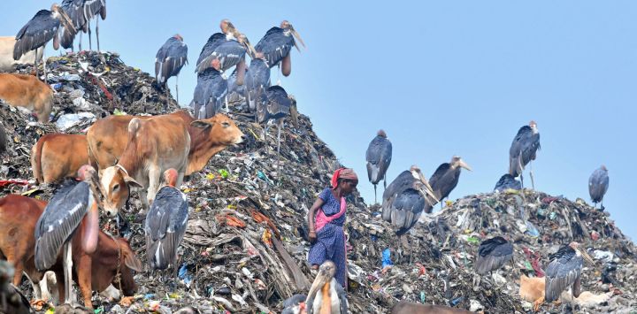 Un trapero busca materiales reciclables junto a vacas y cigüeñas en un vertedero de Guwahati, India.