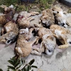 Tenían ocho liebres muertas de la especie Castilla, cuya caza está terminantemente prohibida en Mendoza.