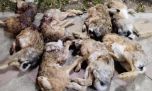 Detienen a cinco cazadores furtivos con 8 liebres muertas en Mendoza