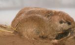 Descubren dos nuevas especies de roedores subterráneos en la Argentina