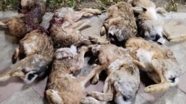 Los cinco sujetos fueron aprehendidos infraganti.