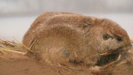 En los últimos 10 años se han descripto 9 especies nuevas dentro de este género