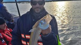 Aunque el promedio de los pejerreyes está entre los 30 y 35 cm, si seleccionamos el pescado, nos iremos con varias piezas superiores a esa talla.