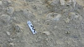 La nueva especie es tan única y rara como Messi.