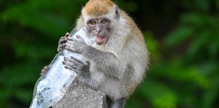 Un mono macaco mastica una botella de plástico desechada a lo largo de la autopista Kuala Lumpur-Karak en Kuala Lumpur, Malasia.