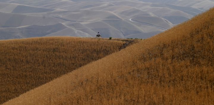 En esta foto un agricultor monta un burro a lo largo de un campo de trigo en el distrito de Sholgara de la provincia de Balkh.